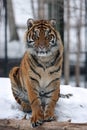 Sumatran tiger in snow
