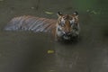 a Sumatran tiger soaking in a puddle Royalty Free Stock Photo