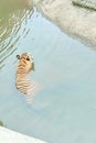 A Sumatran tiger soaks in the water at Ragunan Wildlife Park,