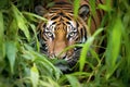 sumatran tiger stalking prey in dense foliage Royalty Free Stock Photo