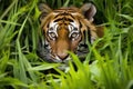 sumatran tiger stalking prey in dense foliage Royalty Free Stock Photo