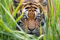 a sumatran tiger stalking prey from tall grass Royalty Free Stock Photo