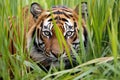 a sumatran tiger stalking prey from tall grass Royalty Free Stock Photo