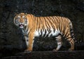 Sumatran tiger standing amidst nature.