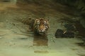 a sumatran tiger swimming in the pond Royalty Free Stock Photo