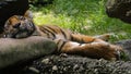 Sleeping Tiger resting on a stone pillow
