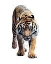 Sumatran Tiger Walking Forward Isolated on White Royalty Free Stock Photo