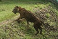 a Sumatran tiger walking on the rock