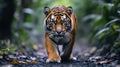Sumatran tiger walking on jungle path: intense stare Royalty Free Stock Photo