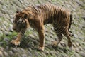 a Sumatran tiger walking slowly on a rock Royalty Free Stock Photo