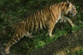 a Sumatran tiger walking uphill Royalty Free Stock Photo