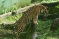 a Sumatran tiger watching its area