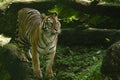 a Sumatran tiger watching its area