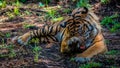 Sumatran tiger in the wild.