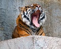 Sumatran Tiger yawning Royalty Free Stock Photo