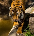 Sumatran tiger at the zoo.