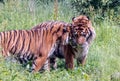 Sumatran tigress Panthera tigris sondaica snuggling up to male tiger Royalty Free Stock Photo