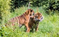 Sumatran tigress Panthera tigris sondaica teasing male tiger