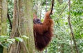 Sumatran wild orangutan in Northern Sumatra, Indonesia Royalty Free Stock Photo