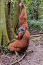 Sumatran wild orangutan in Northern Sumatra, Indonesia Royalty Free Stock Photo