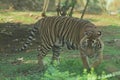 Sumatrantiger Royalty Free Stock Photo