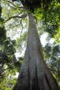 Sumauma Tree, typical amazon tree, located in Brazil