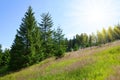 Sumava National Park. Meadow with spruce trees on Pancir mountain, Czech Republic. Royalty Free Stock Photo