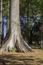 Rio de Janeiro, Brazil, Botanical garden. Huge tropical tree.