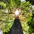 SumaÃÂºma tree top under sunlight