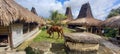 Sumba horse in prai ijing traditional village, sumba island, Indonesia