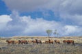 Sumba Horses, Indonesia Royalty Free Stock Photo