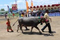 Sumbawa buffalo