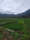 Sumedang Regency rice fields