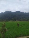 Sumedang Regency rice fields