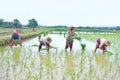 Farmers Growing Rice