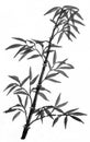 Sumi bamboos suibokuga Royalty Free Stock Photo