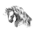 Sumi-e horse illustration