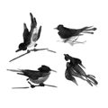 Sumi-e ink collection of birds. Watercolor painting.