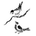 Sumi-e ink collection of birds. Watercolor painting