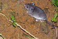 Sumichrast s Vesper Rat, Corcovado National Park, Costa Rica