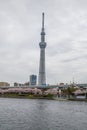 Sumida Park Sakura-matsuri Festival,Taito-ku,Tokyo,Japan on Apr7,2017:Tokyo Skytree with cherry trees along Sumida river in spring Royalty Free Stock Photo