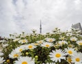 Sumida Park Sakura-matsuri Festival,Taito-ku,Tokyo,Japan on Apr7,2017: Tokyo Skytree with daisy flowers in the foreground Royalty Free Stock Photo