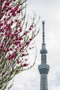 Sumida Park Sakura-matsuri Festival,Taito-ku,Tokyo,Japan on Apr7,2017:Pink peach blossoms with Tokyo Skytree in the background.