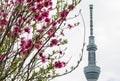 Sumida Park Sakura-matsuri Festival,Taito-ku,Tokyo,Japan on Apr7,2017:Pink peach blossoms with Tokyo Skytree in the background.