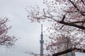 Sumida Park Sakura-matsuri Festival,Taito-ku,Tokyo,Japan on Apr7,2017:Tokyo Skytree with cherry trees along Sumida river in spring Royalty Free Stock Photo