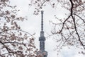 Sumida Park Sakura-matsuri Festival,Taito-ku,Tokyo,Japan on Apr7,2017:Tokyo Skytree with cherry trees along Sumida river in spring Royalty Free Stock Photo