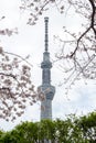 Sumida Park Sakura-matsuri Festival,Taito-ku,Tokyo,Japan on Apr7,2017:Tokyo Skytree with cherry trees along Sumida river in spring Royalty Free Stock Photo