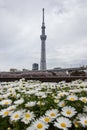 Sumida Park Sakura-matsuri Festival,Taito-ku,Tokyo,Japan on Apr7,2017: Tokyo Skytree with daisy flowers in the foreground