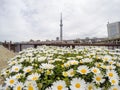 Sumida Park Sakura-matsuri Festival,Taito-ku,Tokyo,Japan on Apr7,2017: Tokyo Skytree with daisy flowers in the foreground Royalty Free Stock Photo