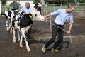 Sumiswald, Switzerland, September 14 2018: Loading the cattle after a cow parade Royalty Free Stock Photo
